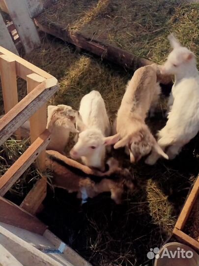 Продам козочек