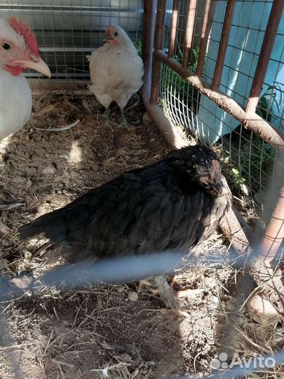 Куры молодки