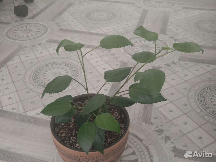 Гибискус,Белый лебедь