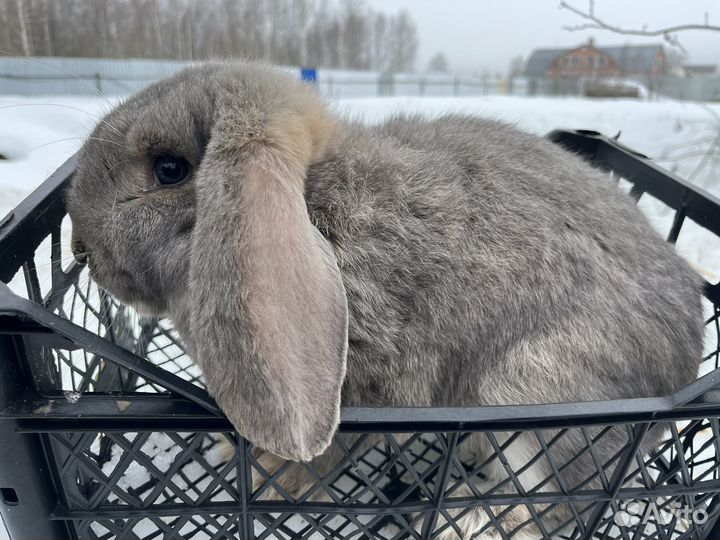 Кролики французский баран