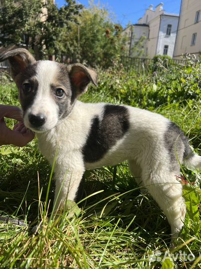 Собака в добрые руки девочка щенок
