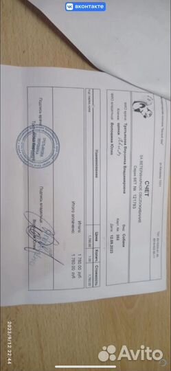 Сибирская кошка, еще ребёнок