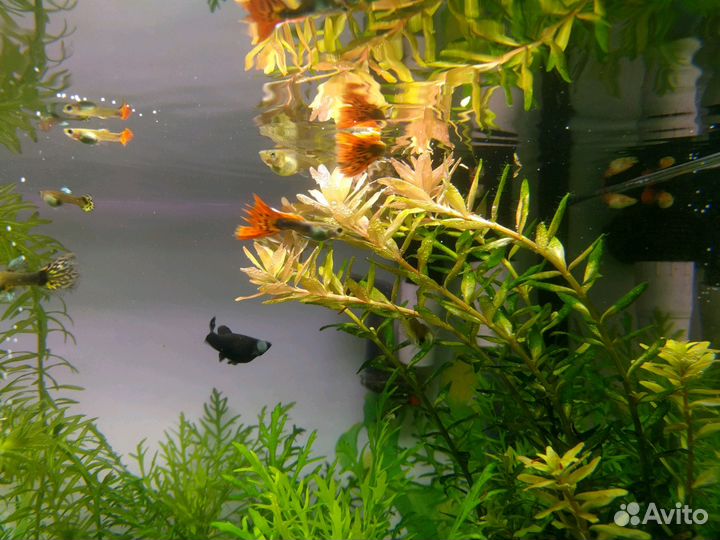 Растения из своего аквариума