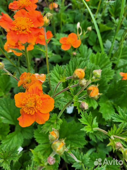 Растения для сада