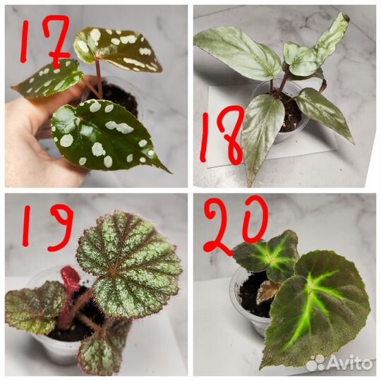 Бегонии природники