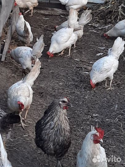 Куры несушки домашние продам