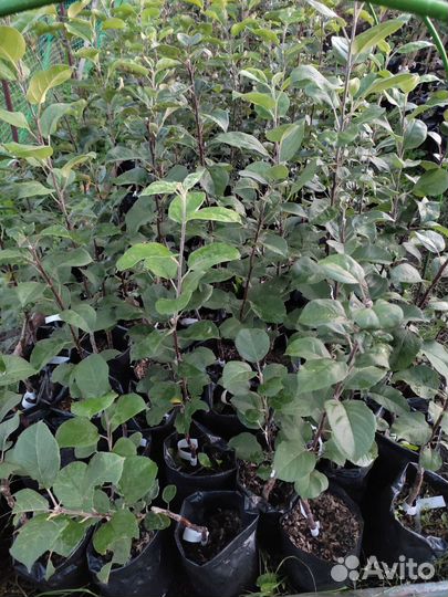 Саженцы яблони