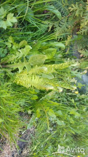 Папоротник садовый