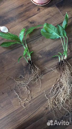 Спатифиллум (женское счастье)