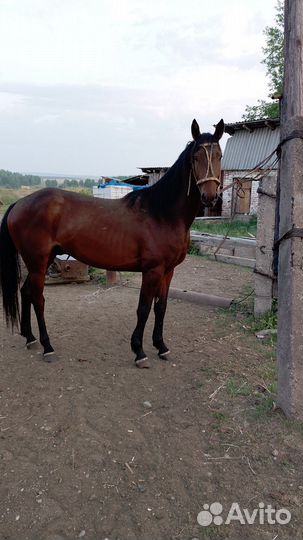 Чк жеребчик