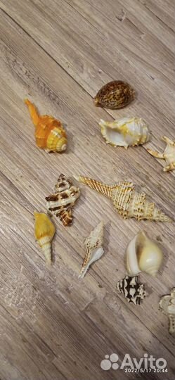 Красивые ракушки
