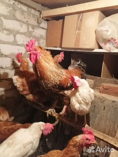 Куры несушки продам