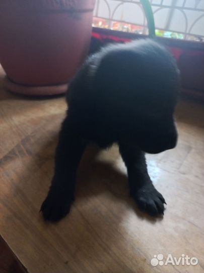 Собаки щенки немецкая овчарка