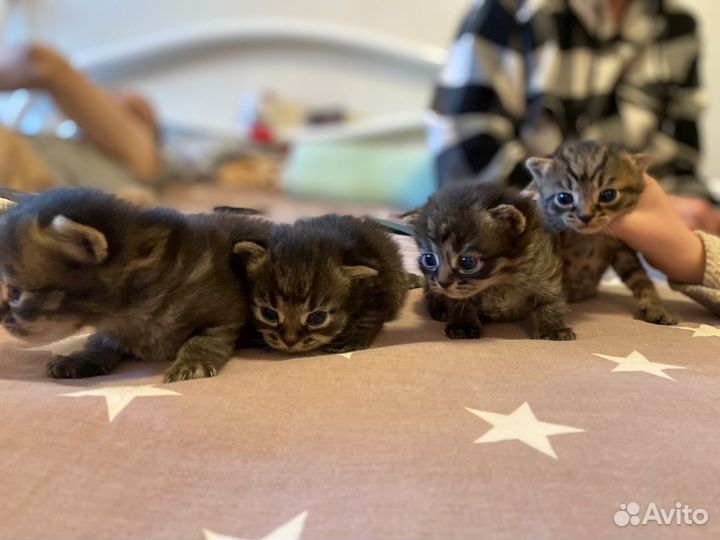 Котята в добрые руки