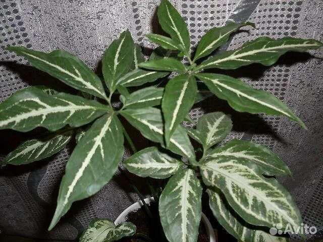 Сингониумы Ангустатум, Неон Пинк, Айрон Браун