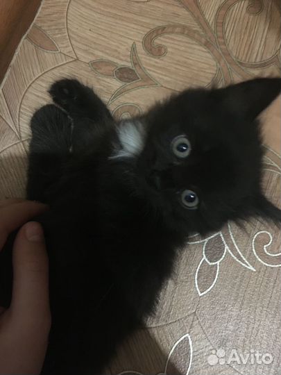 Отдам в добрые руки