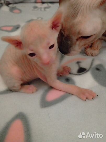 Донской й сфинкс