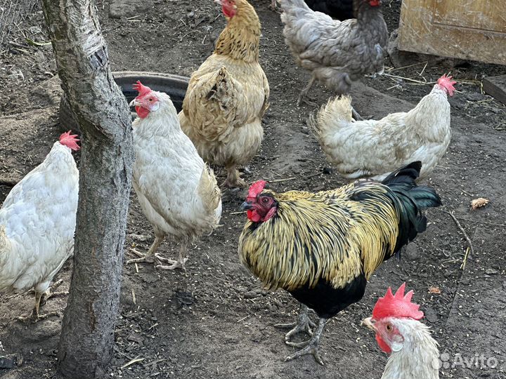 Курица, петух, цыплята