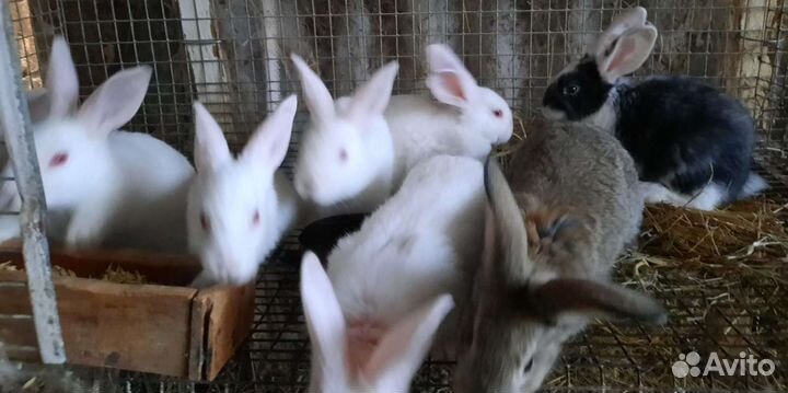 Калифорния,хиплюс