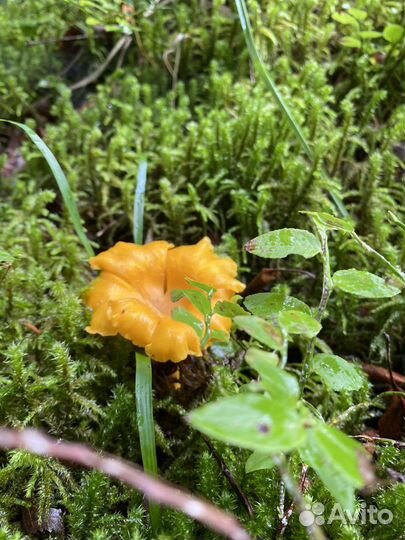 Лисички и подберезовики