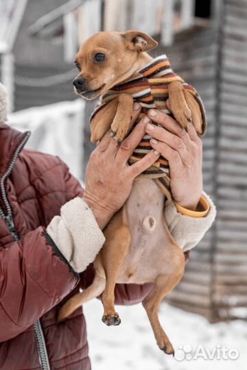 Кастрированный кобелёк