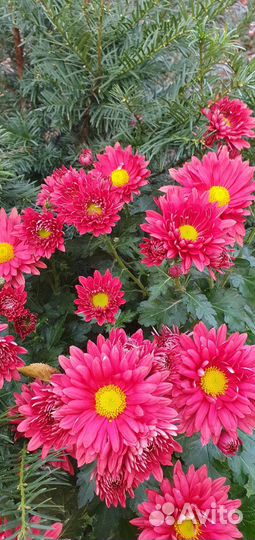 Хризантема