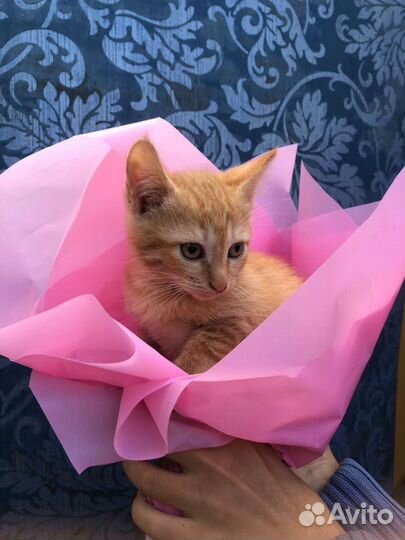 Рыженькая кошечка,2.5 мес