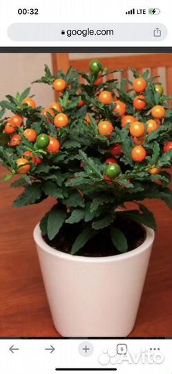 Комнатные растения, многолетники