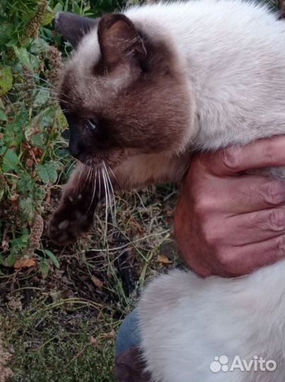 Кошки породистые бесплатно