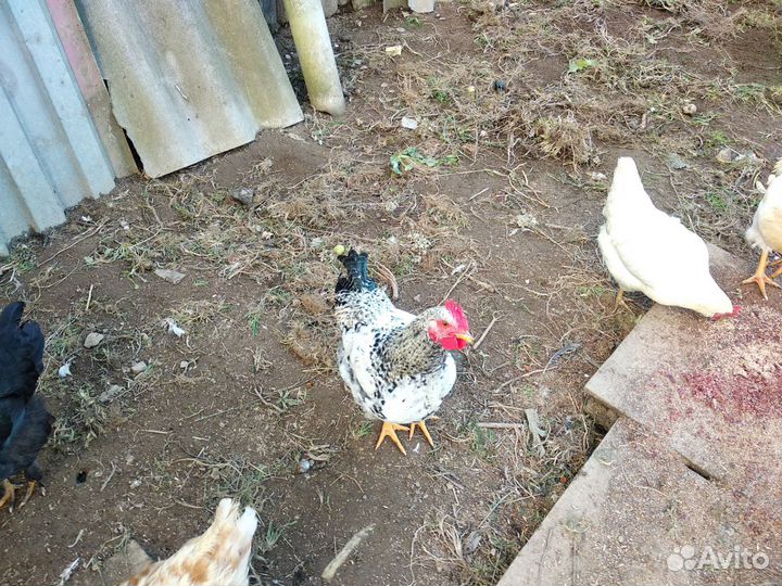 Молодые петухи