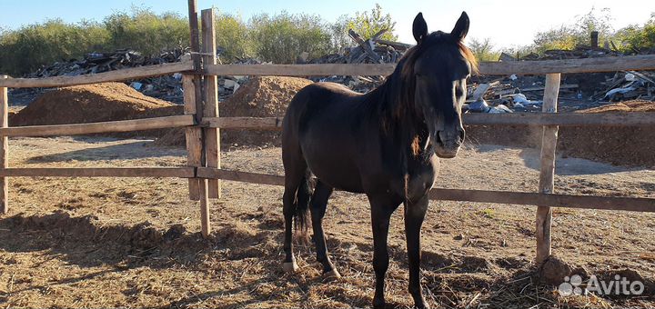 Продается лошади