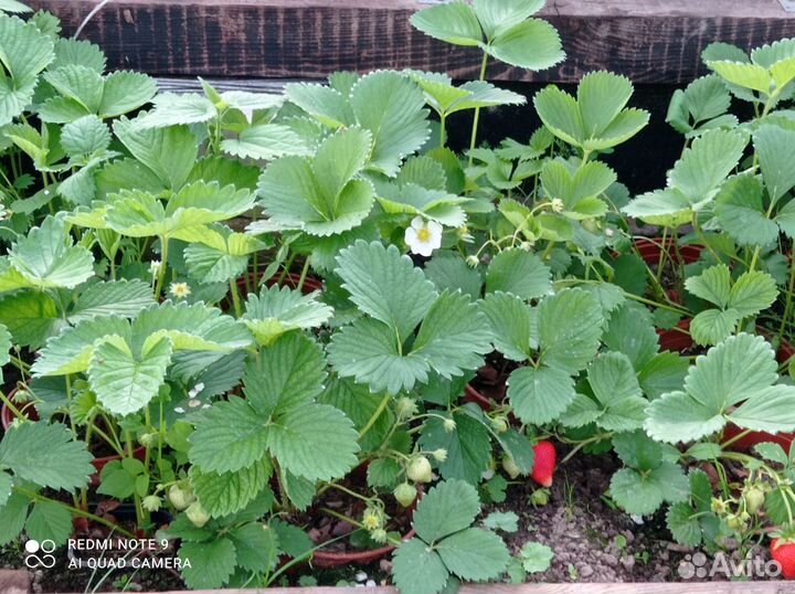 Клубника взрослая в горшках 15 сортов