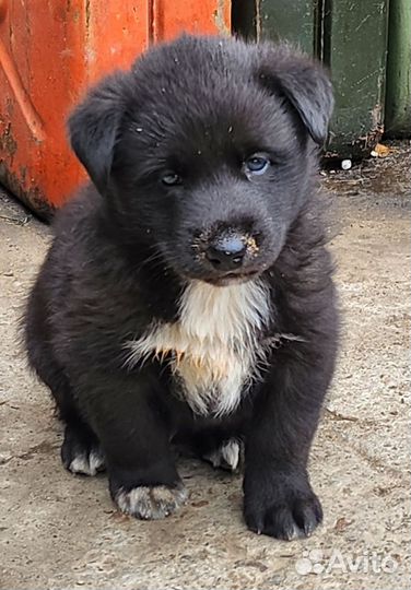 Мальчик для охраны