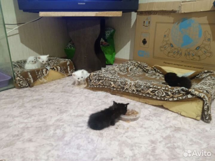 Котята метисы