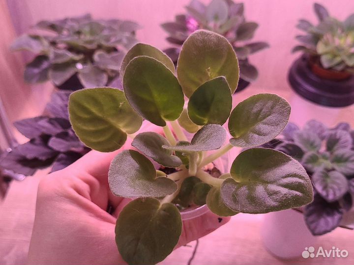 Детки сортовых фиалок