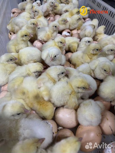 Цыплята бройлеры Кобб 500 и Росс 308. Предзаказ