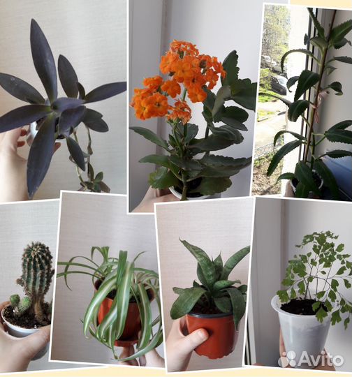 Комнатные цветы