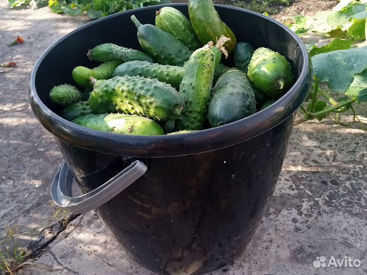 Огурцы последние