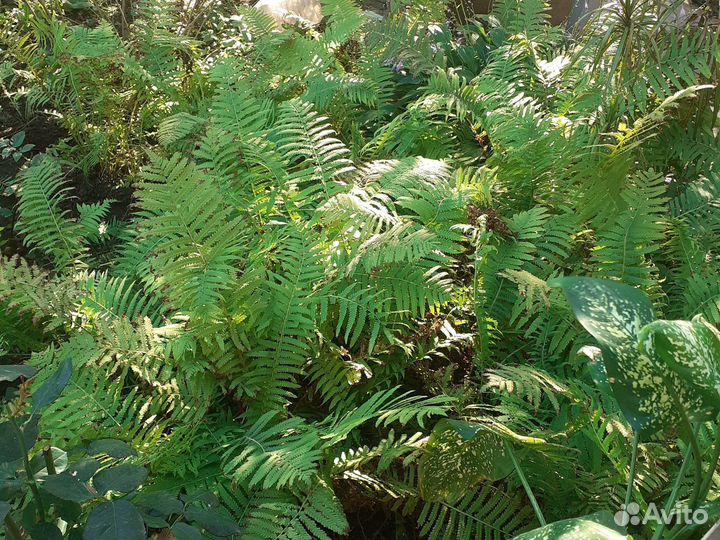 Папоротник садовый многолетний