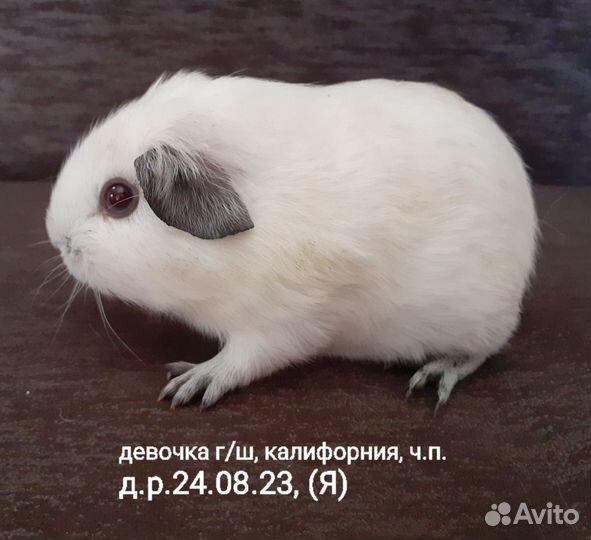 Морские свинки