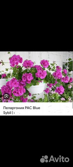 Пеларгония герань сортовая