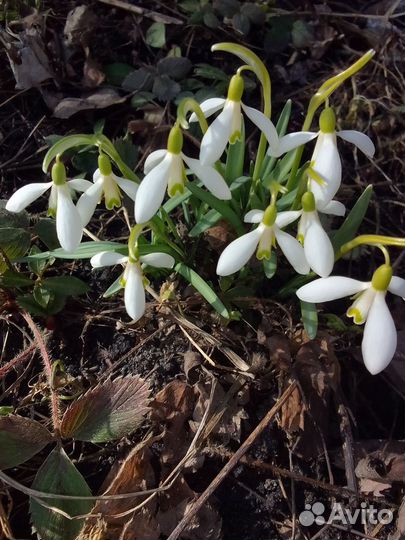 Растения многолетние разные