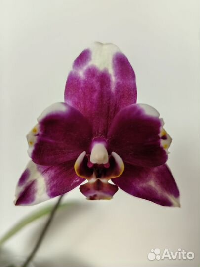 Орхидея фаленопсис L'amour бабулетка / бантик