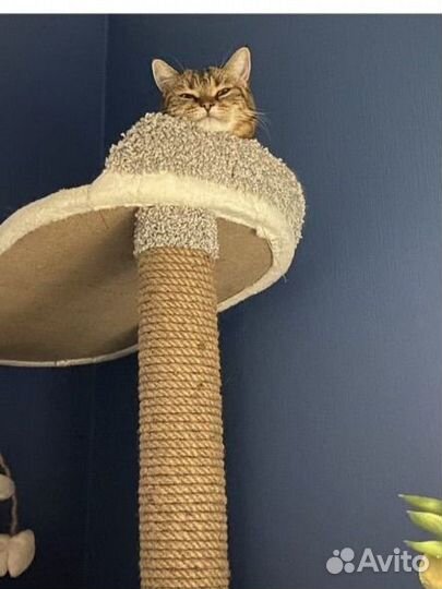 Домик для кошки с когтеточкой бу