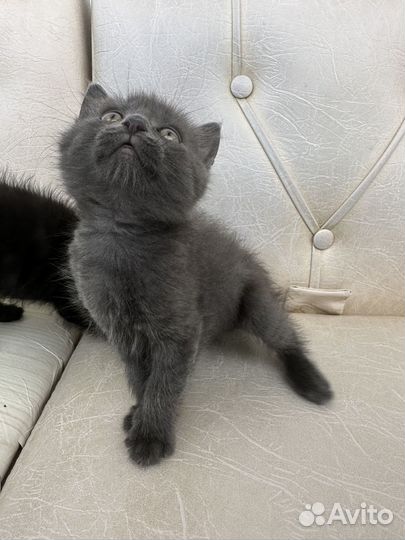 Котенок мальчик 2 месяца