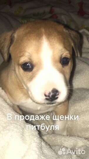 Щенки питбуля