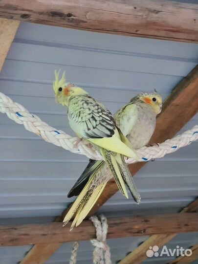 Попугай корелла птенец