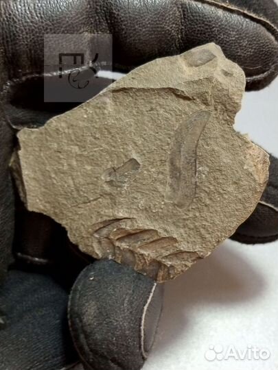 Окаменелость 320млн