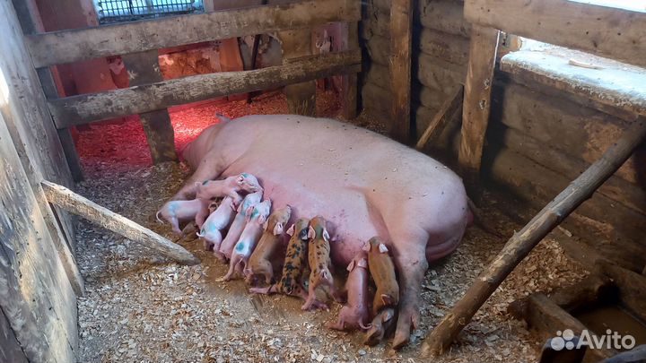 Продам поросят