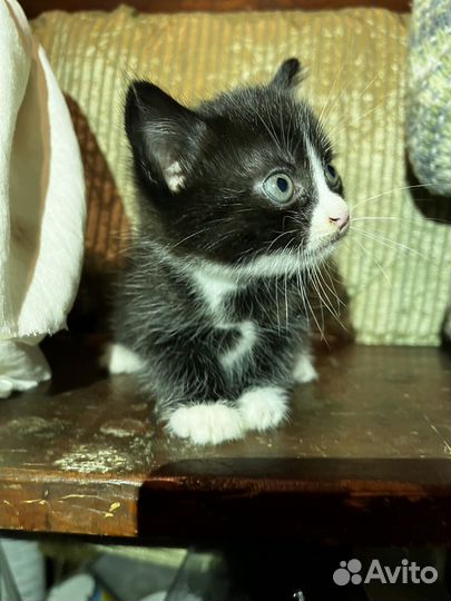 Котята черные